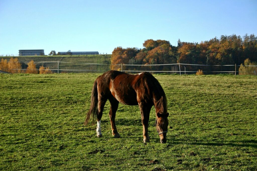 What makes a good equestrian property?